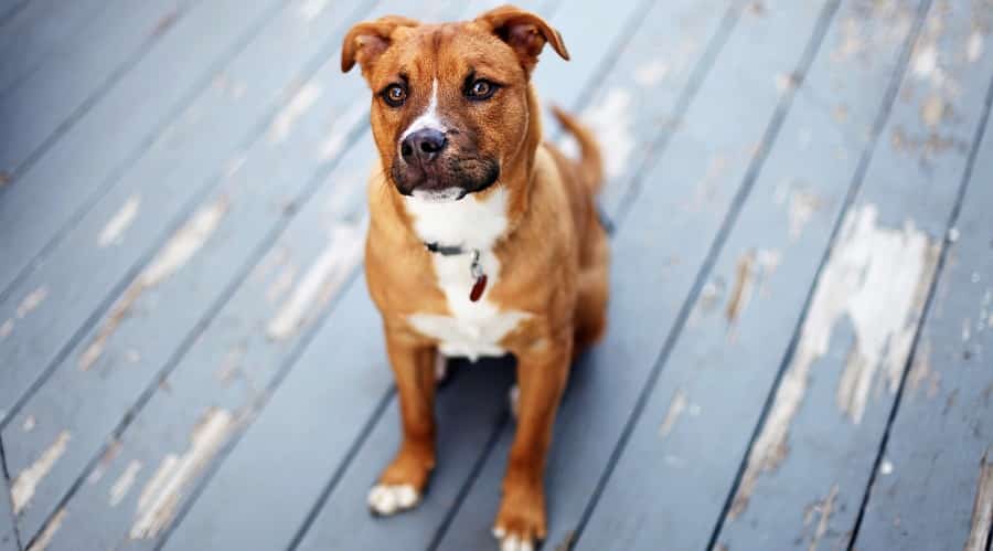 Shepherd Pitbull mix sitting down