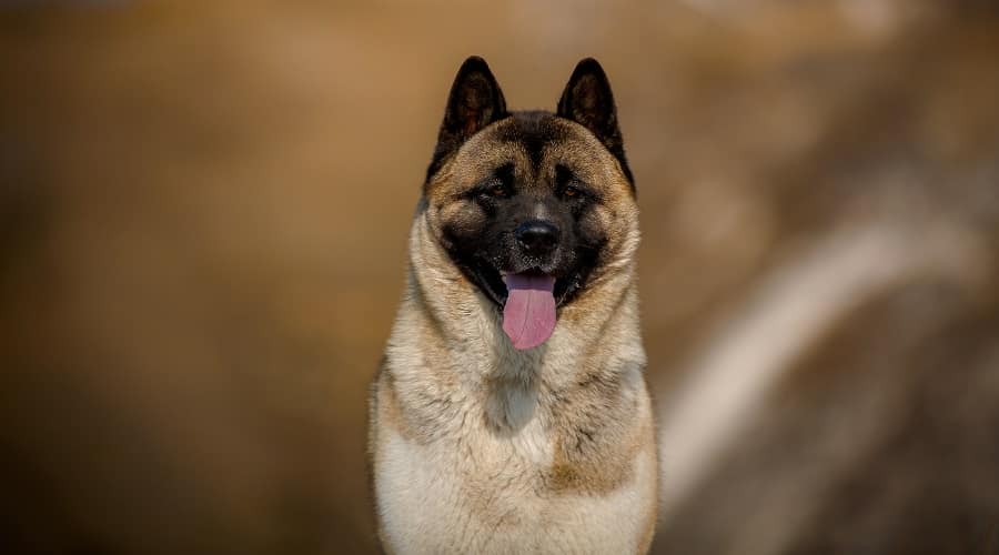 Shepkita