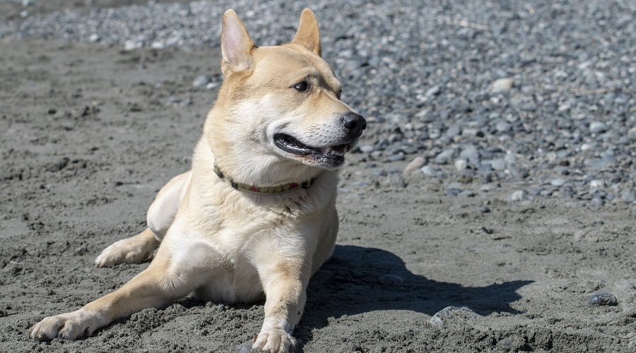 Shepkita