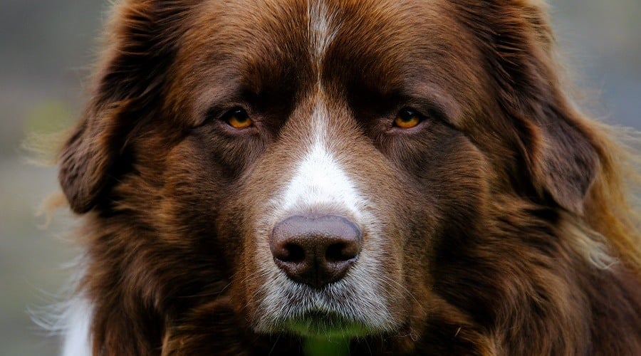 Shepnees Mix