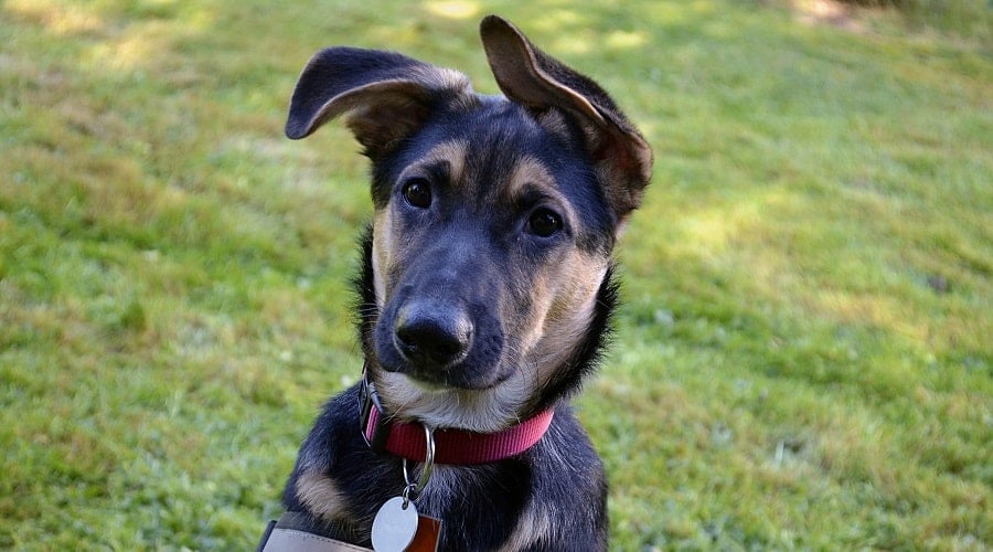 Sheprador German Shepherd Labrador Mix