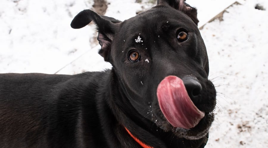 Sheprador