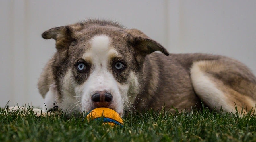 Shepsky Mix as a Family Pet