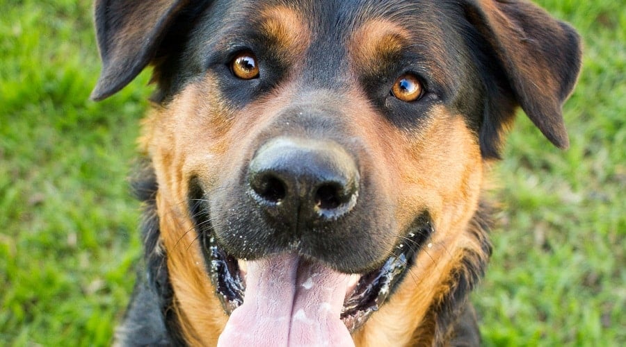 Shepweiler