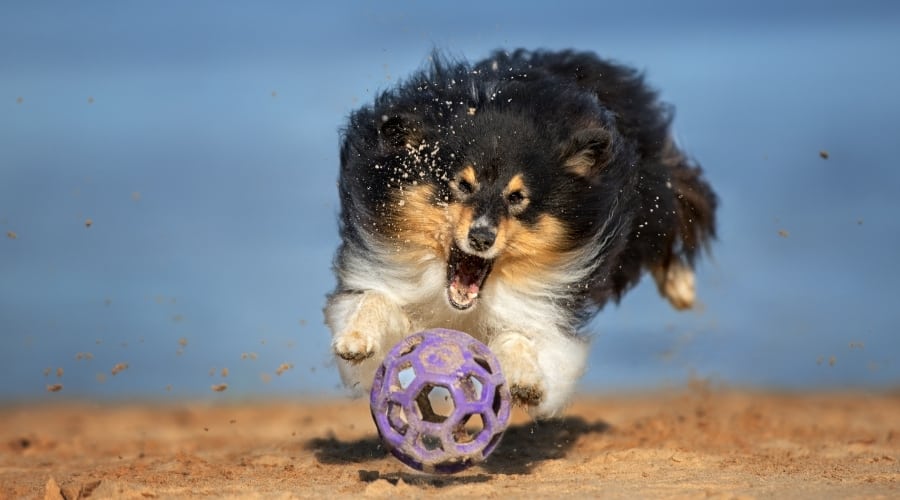 Shetland Sheepdog playing with toy in sand.