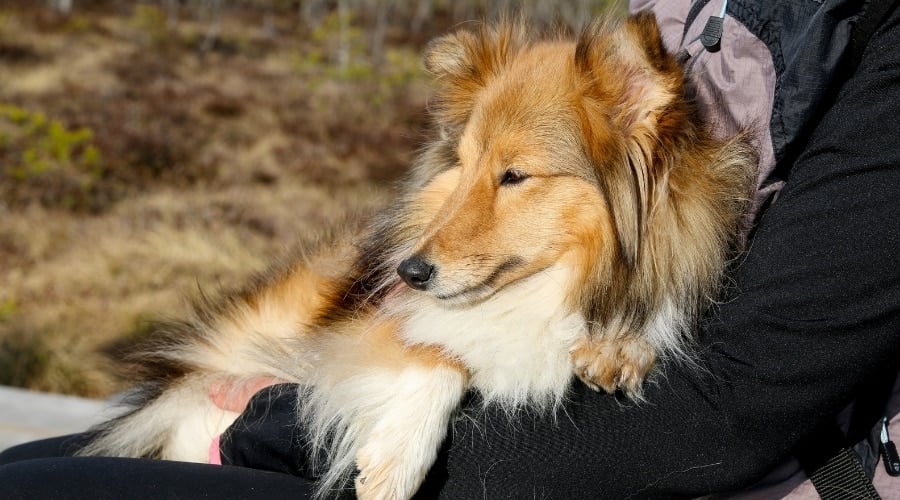Shetland Sheepdog With Owner