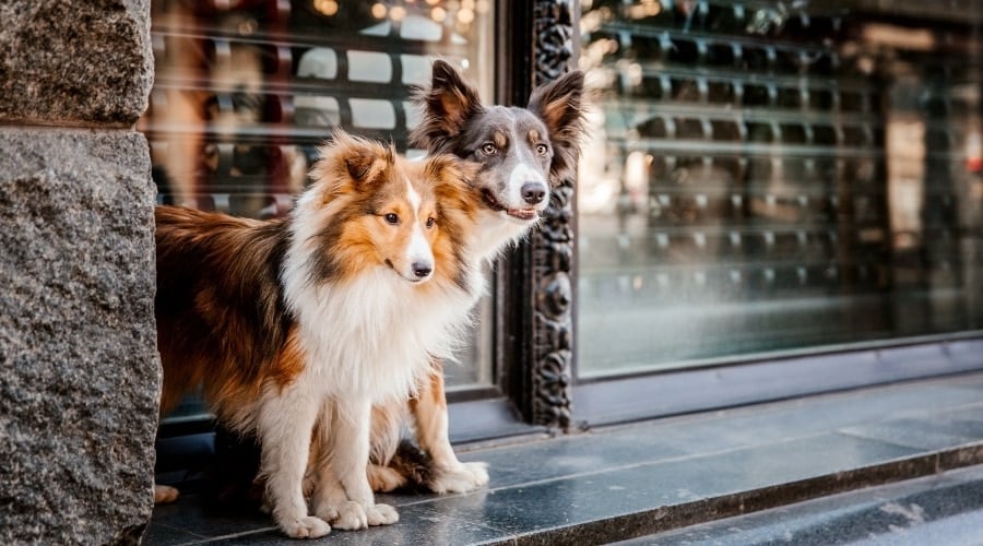 Shetland Sheepdog and Border Collie Outside