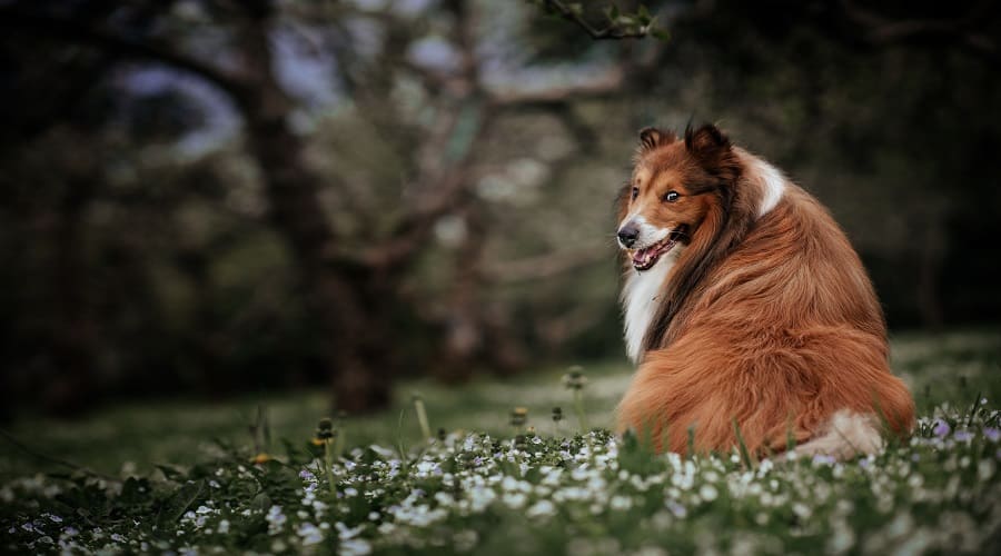 Shetland Sheepdog