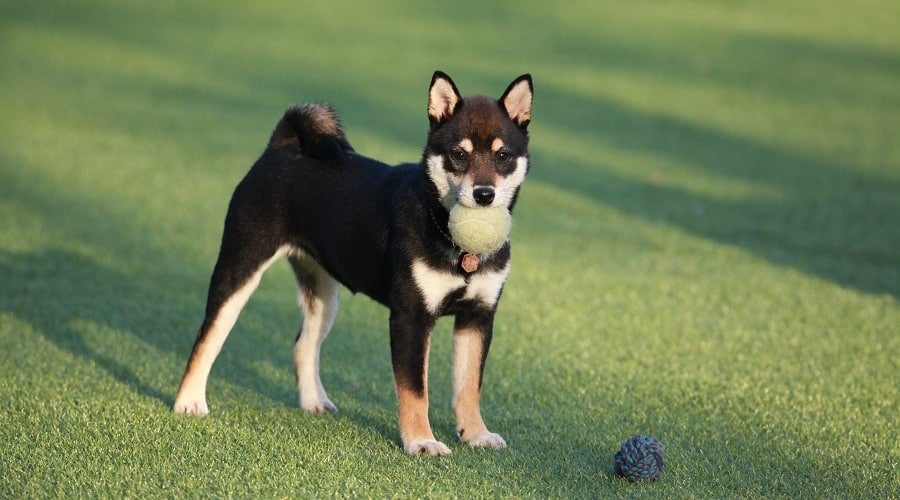 Shiba Border Collie