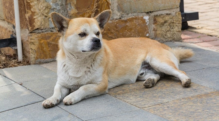 Shiba Chi