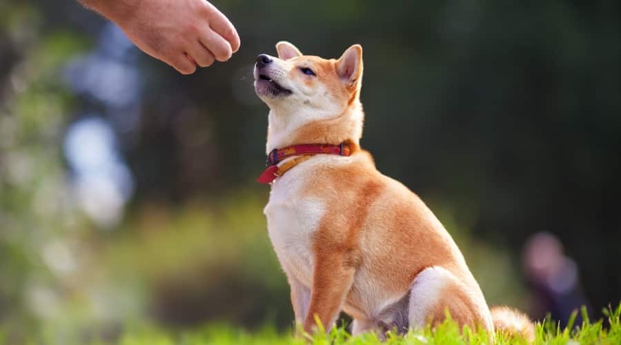 Shiba Inu Being Trained