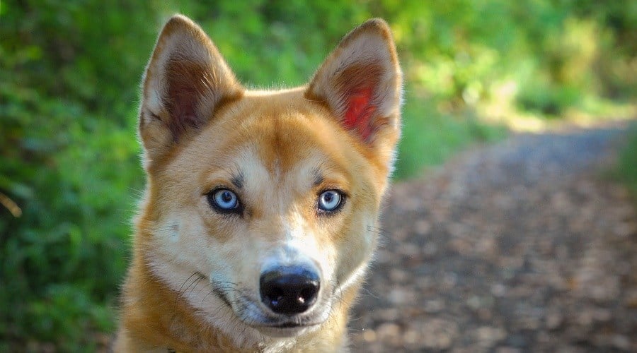 Siberian Husky Shiba Inu Mix