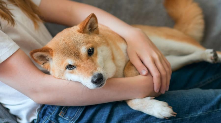Shiba Inu Laying on its Owner