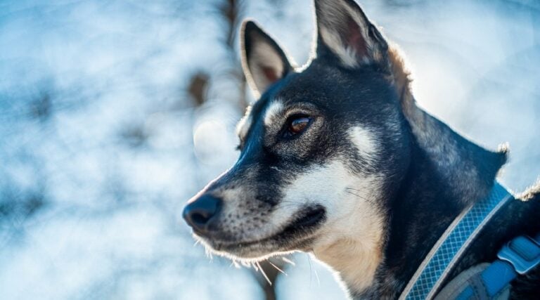 Shug Inu 20 Adorable Shiba Inu Mixes That Will Steal Your Heart - Canine Journal