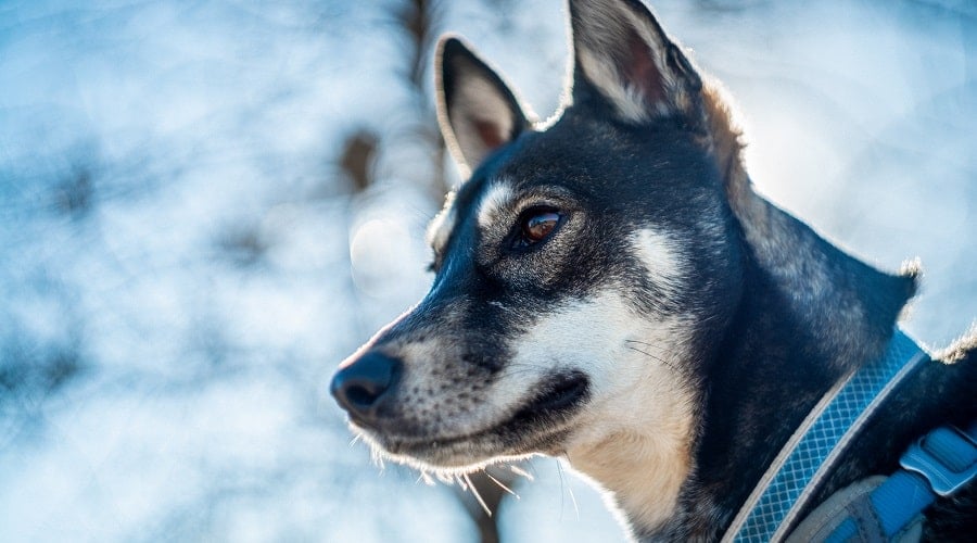 Shiba Inu Mix face up close.