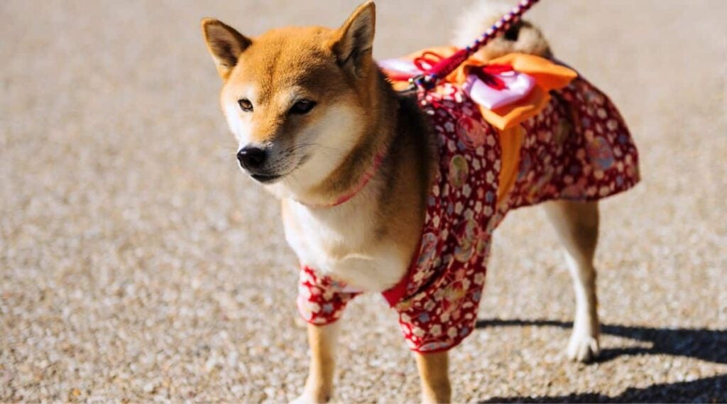 Shiba Inu Puppy Dog with cute Traditional Japanese dress