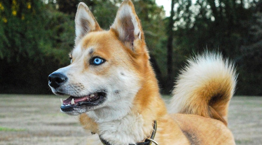 Shiba Inu Siberian Husky Mix Nutrition