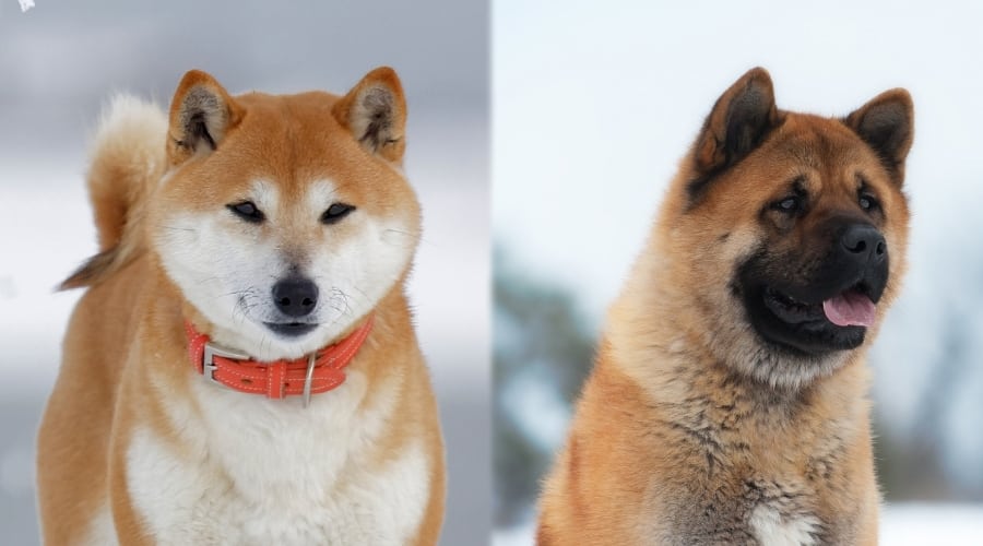 Shiba Inu and Akita Outside in Snow