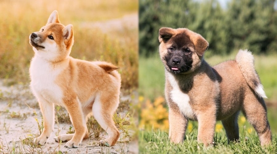 Shiba Inu and Akita Puppies in Grass