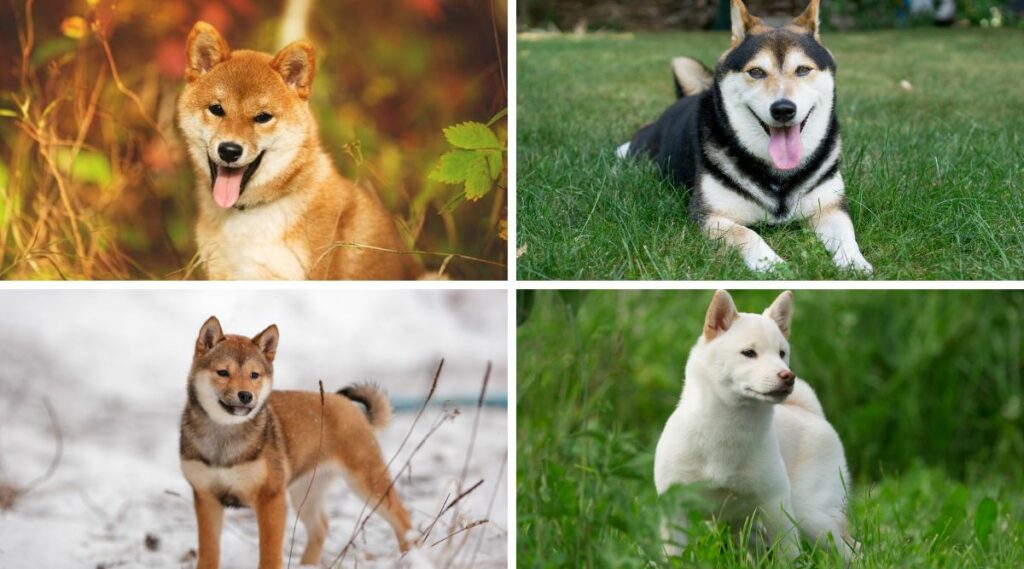 Shiba Inu Colors 7 Standard Non Standard Canine Journal Shiba Inu Colors 7 Standard Non Standard Canine Journal