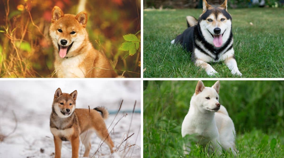 その他 SHIBA 1st COLOR Shiba Inu Colors: 7 Standard & Non-Standard - Canine Journal