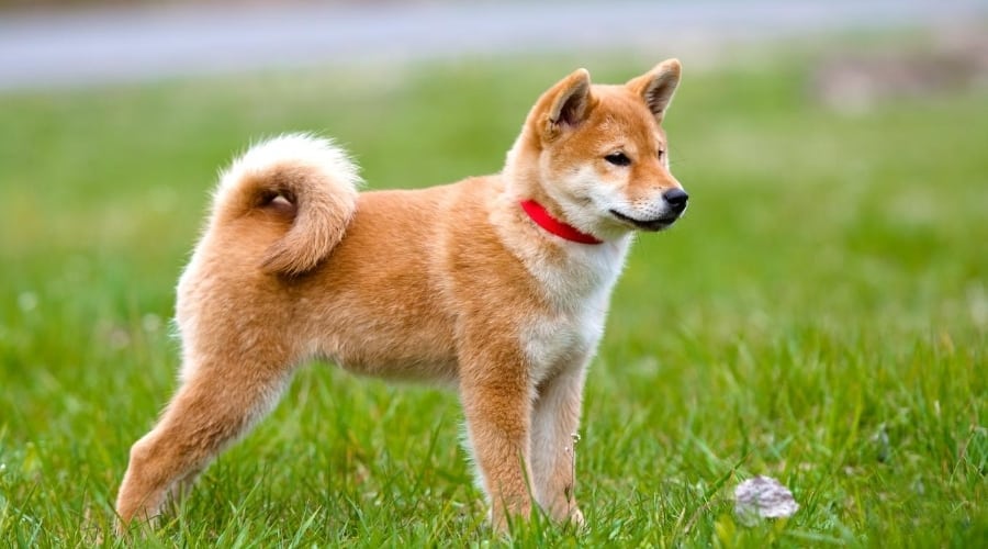 Shiba Inu in Grass