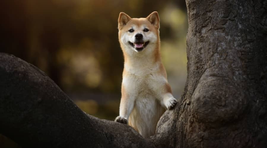 Shiba Inu in Tree