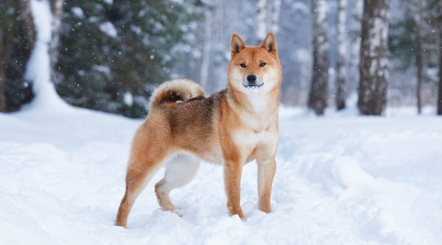 Shiba Inu in the Snow Outdoors