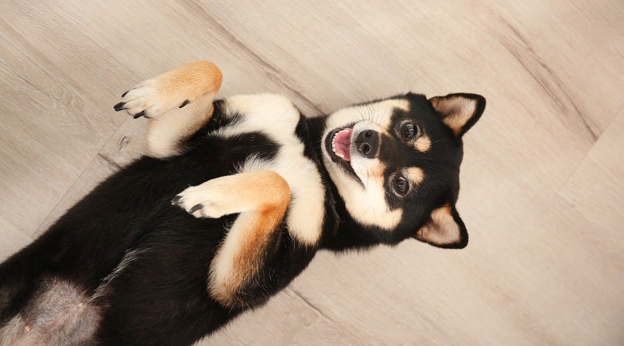 Shiba Malamute