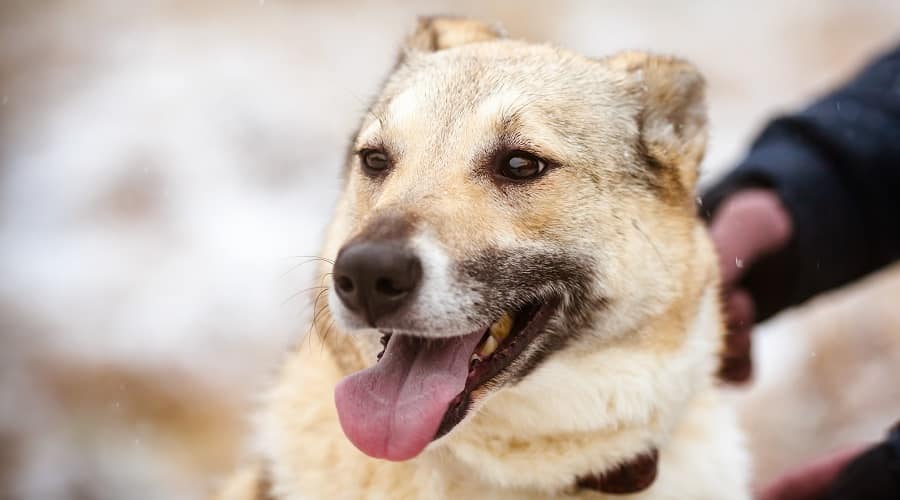 Shiba Shepherd