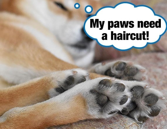 Shiba Inu dog with long fur poking out between paw pads on foot