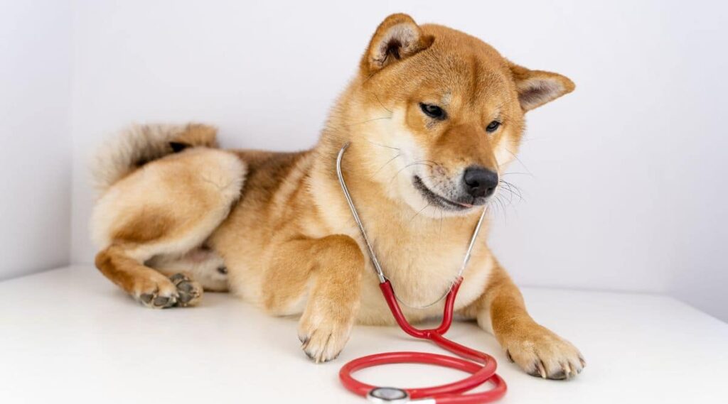 Shiba Inu with a stethoscope at the vet.