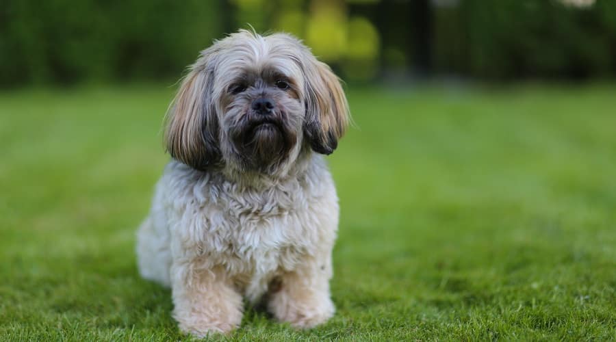 Shih Apso