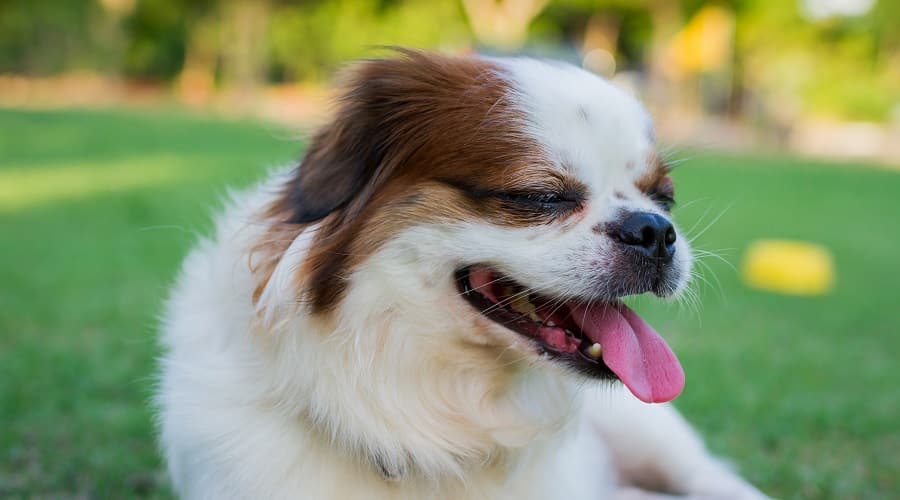 Shih Chi