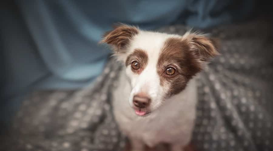 Shih Mo Mix
