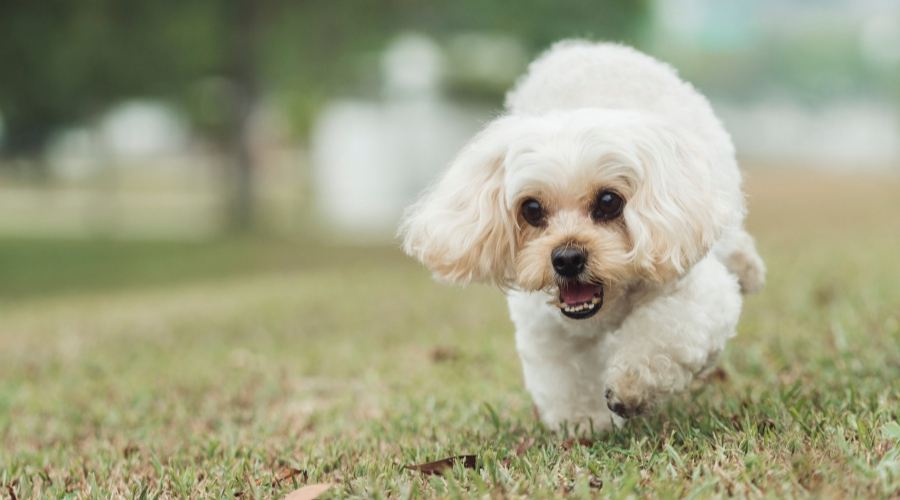 Shih Poo