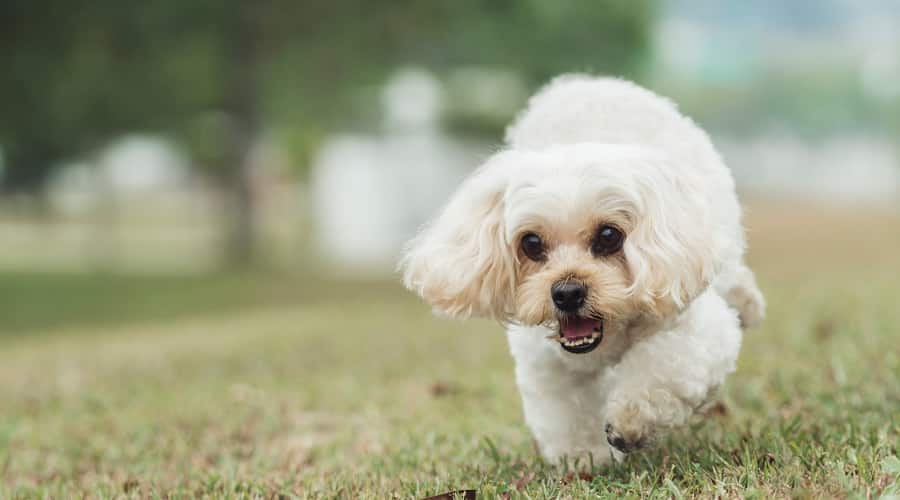 Shih Poo Mix
