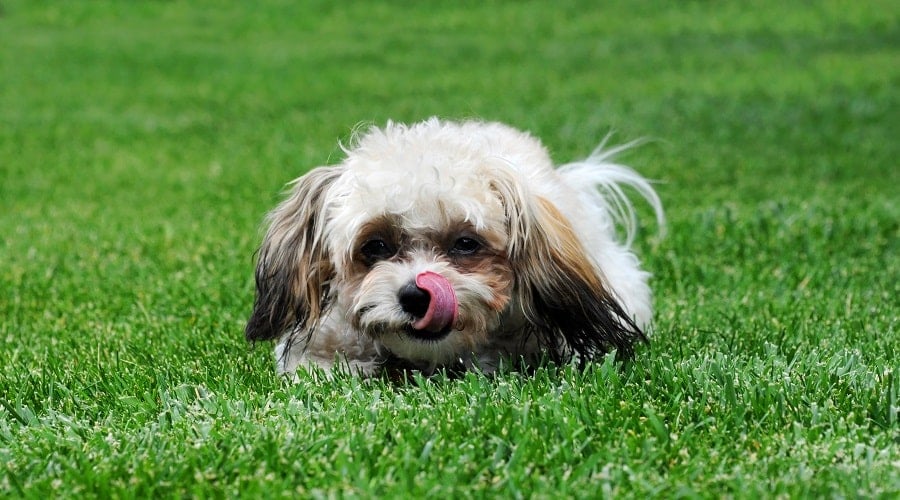 Shih Poo