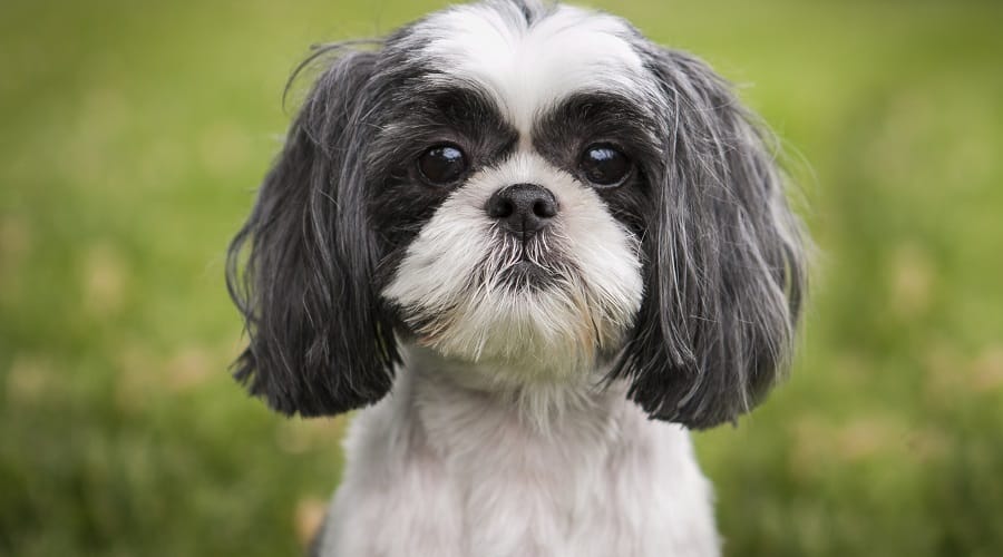 Shih Tzu sitting in grass
