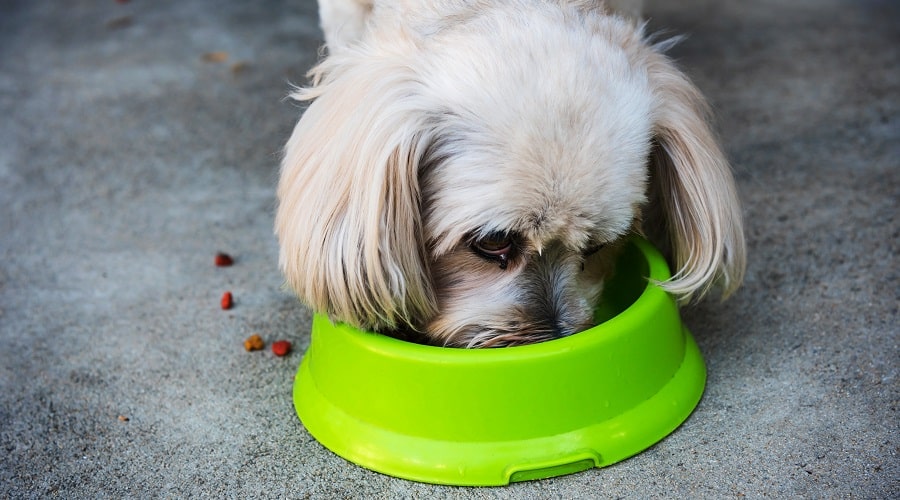 Shih Tzu Adult Eating Food