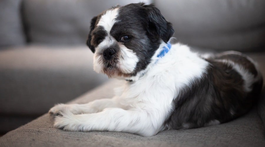Shih Tzu Boston Terrier Mix