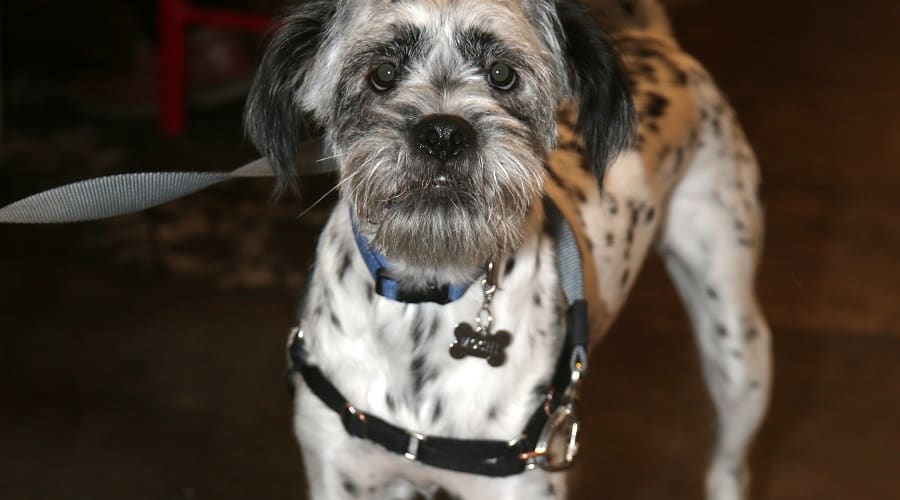 Shih Tzu Dalmatian Mix
