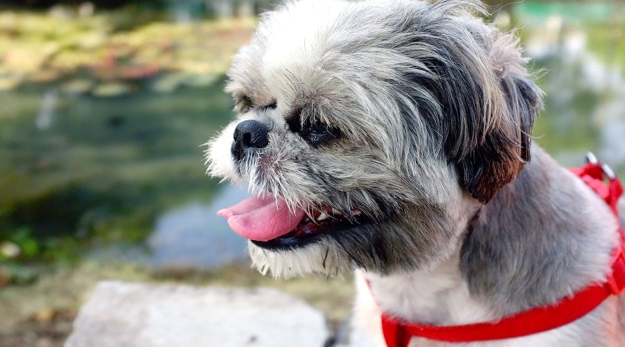 Shih Tzu Harness Types