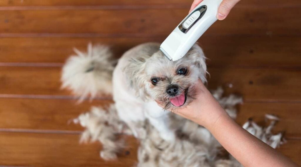 A Shih Tzu Pomeranian mix having his head trimmed with clippers and lots of fur on the floor.