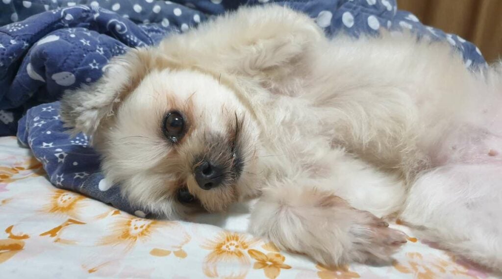 Shih Tzu Pomeranian mix lying on a bed belly up with a blue blanket.