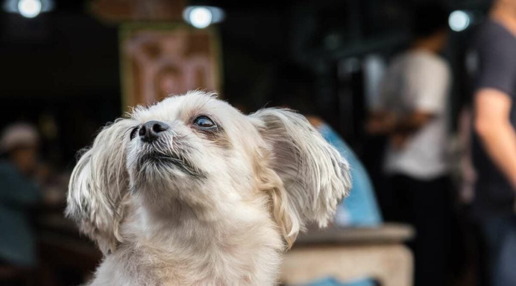 Cream colored Shih Tzu Pomeranian mix looking up at the sky.