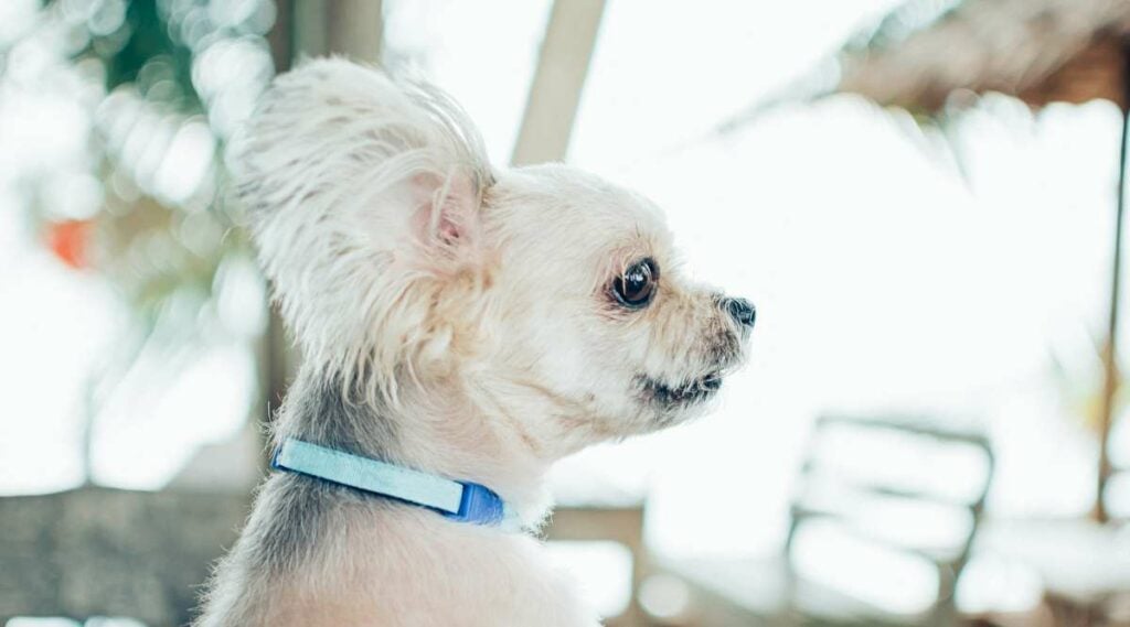 Shih Tzu Pomeranian mix looking at something outside with a side glance.