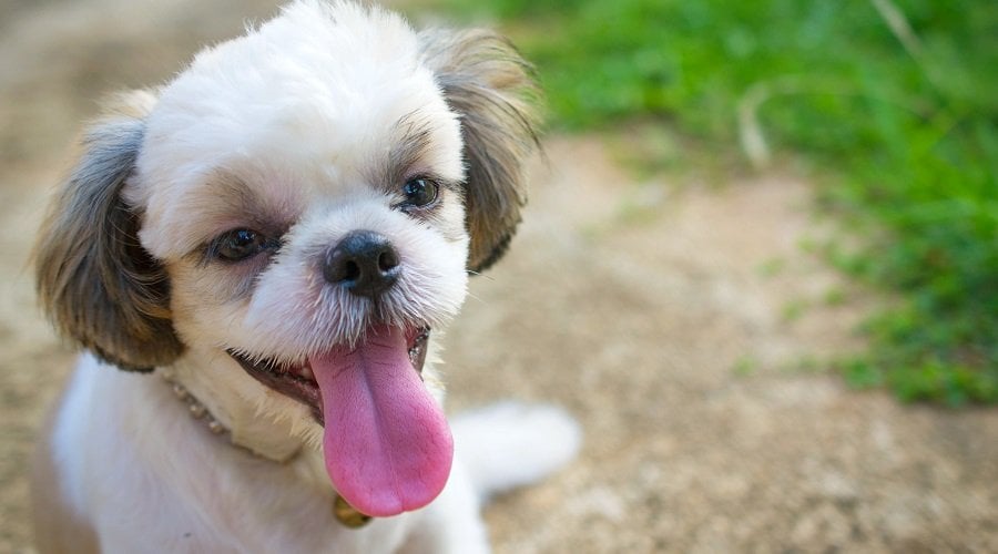 Shih Tzu Sleeping