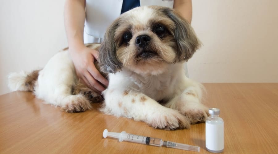 Shih Tzu With Diabetes