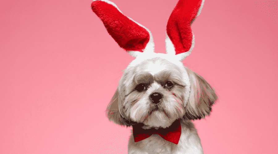 Shih Tzu puppy wearing bunny ears and bowtie on pink background